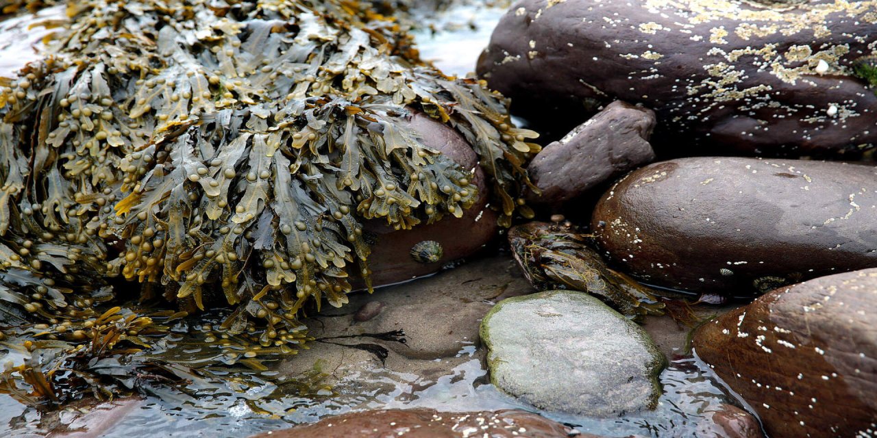 seaweed on rocks